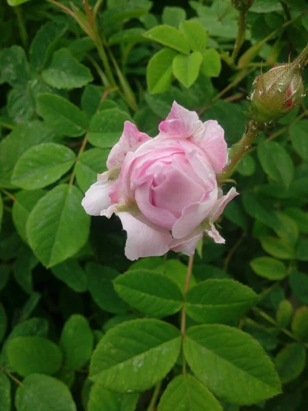 Fiori Rosa Canina Che Crescono Natura — Foto Stock