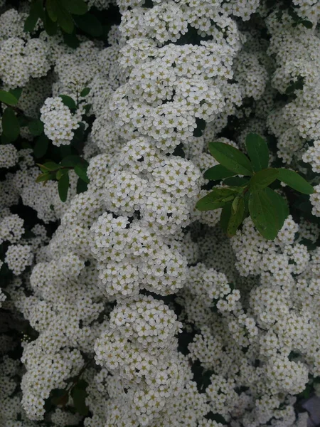 Blossoming white flowers decorative shrub. Small flowers cover all the branches of the plant. The Latin Spiraea thunbergii