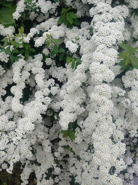 Blossoming white flowers decorative shrub. Small flowers cover all the branches of the plant. The Latin Spiraea thunbergii