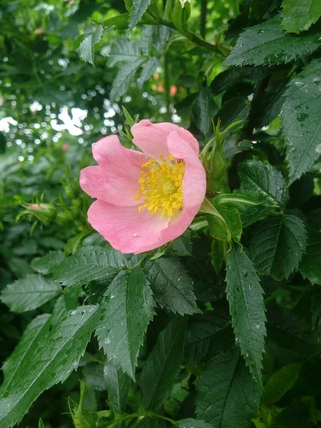 Doğada yetişen gül goncaları..