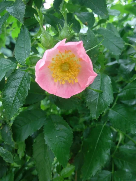 Doğada yetişen gül goncaları..