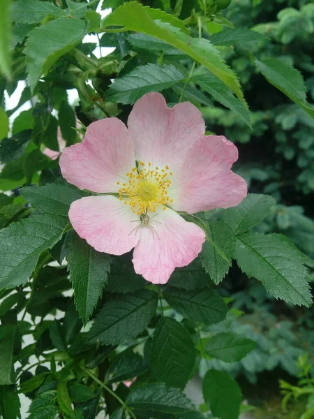 Flores Rosa Rosa Rosa Perro Creciendo Naturaleza — Foto de Stock