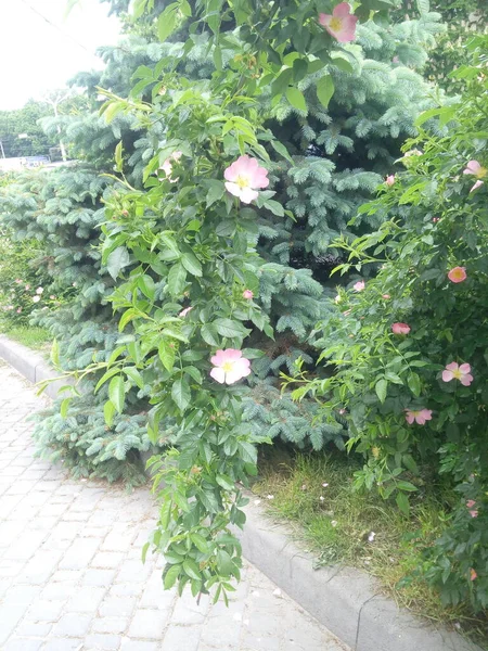 Fleurs Cynorrhodon Croissant Dans Nature — Photo