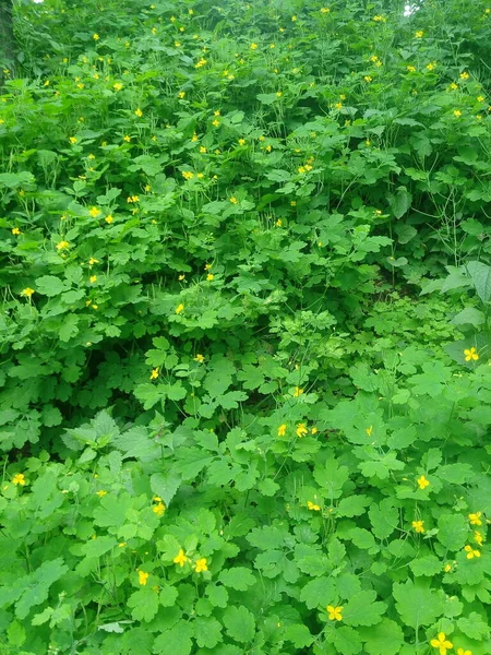 Greater Celandine Chelidonium Majus Natural Habitat — Zdjęcie stockowe