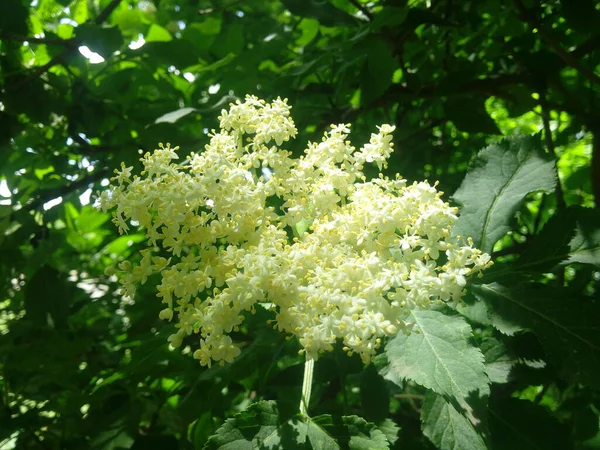 Sambucus nigra Black Elder European Elder European Elderberry Avrupa Kara Mürver Ortak Elde.