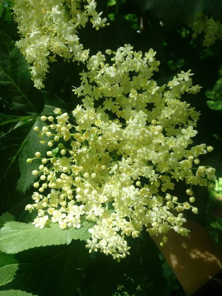 Sambucus nigra Black Elder European Elder European Elderberry Avrupa Kara Mürver Ortak Elde.