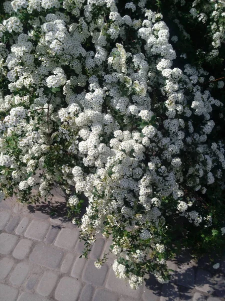 Blossoming white flowers decorative shrub. Small flowers cover all the branches of the plant. The Latin Spiraea thunbergii