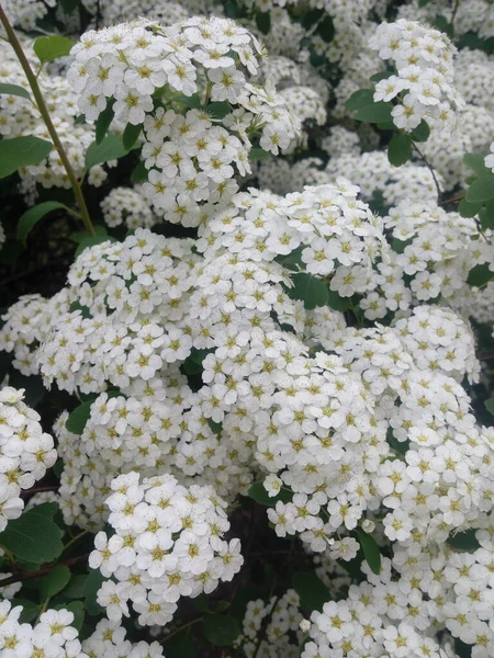 Blossoming White Flowers Decorative Shrub Small Flowers Cover All Branches — Fotografia de Stock