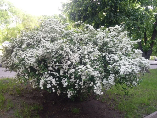 Blossoming White Flowers Decorative Shrub Small Flowers Cover All Branches — Fotografia de Stock