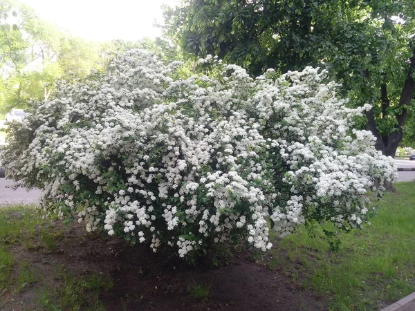 Blossoming White Flowers Decorative Shrub Small Flowers Cover All Branches — Zdjęcie stockowe