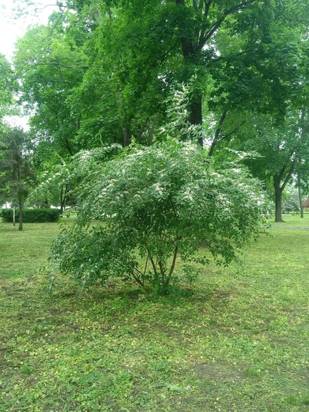 Smukłe Kwiaty Deutzi Deutzia Gracilis — Zdjęcie stockowe