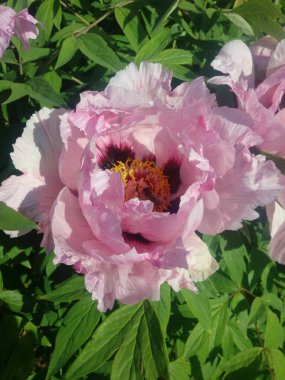 taze pembe Şakayık çiçeği closeup Bush.