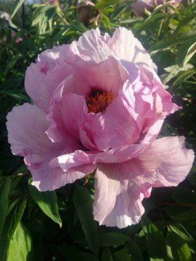 taze pembe Şakayık çiçeği closeup Bush.