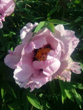 taze pembe Şakayık çiçeği closeup Bush.