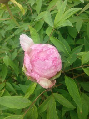taze pembe Şakayık çiçeği closeup Bush.