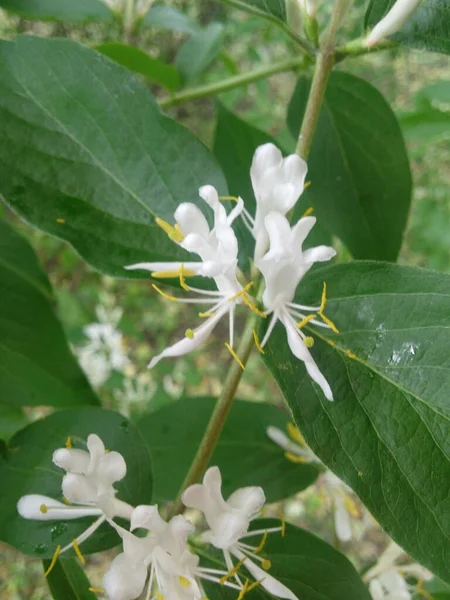 スレンダーなドイツの花 Deutzia Gracilis — ストック写真