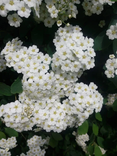 Blossoming white flowers decorative shrub. Small flowers cover all the branches of the plant. The Latin Spiraea thunbergii