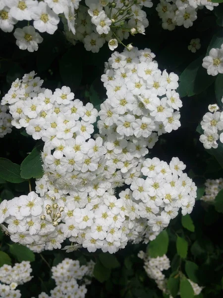 Blossoming White Flowers Decorative Shrub Small Flowers Cover All Branches — Fotografia de Stock