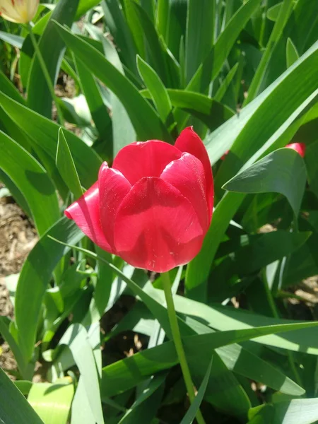 Цветок Тюльпана Фоне Зеленого Листа Тюльпановом Поле Зимний Весенний День — стоковое фото