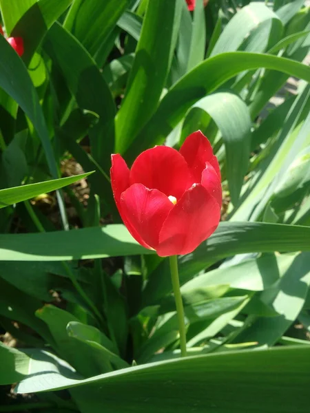 Цветок Тюльпана Фоне Зеленого Листа Тюльпановом Поле Зимний Весенний День — стоковое фото