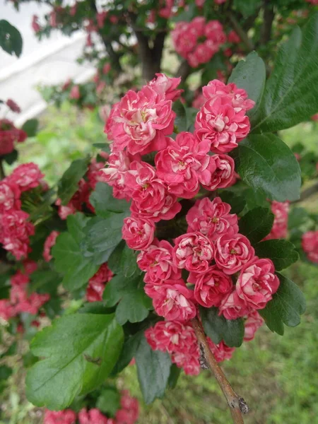 Branch Bright Beautiful Pink Flowers Hawthorn Tree Latin Crataegus — Foto Stock
