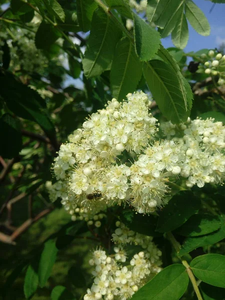 Flowers Common Mountain Ash Numerous White Rowan Flowers Collected Dense — 图库照片