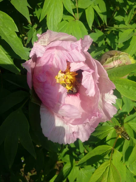 Fleur Pivoine Rose Fraîche Gros Plan Sur Buisson — Photo