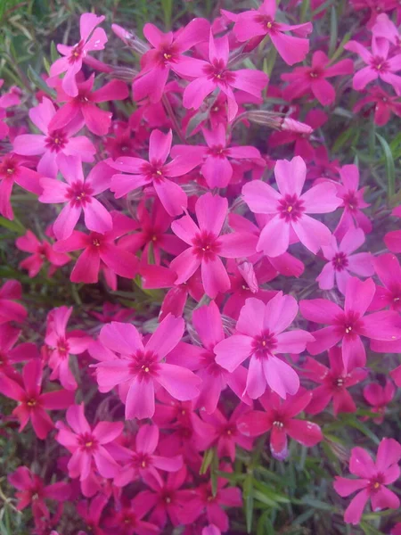 Много Маленьких Розочек Dianthus Delfedes — стоковое фото