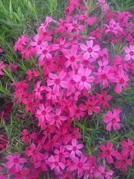 Много Маленьких Розочек Dianthus Delfedes — стоковое фото