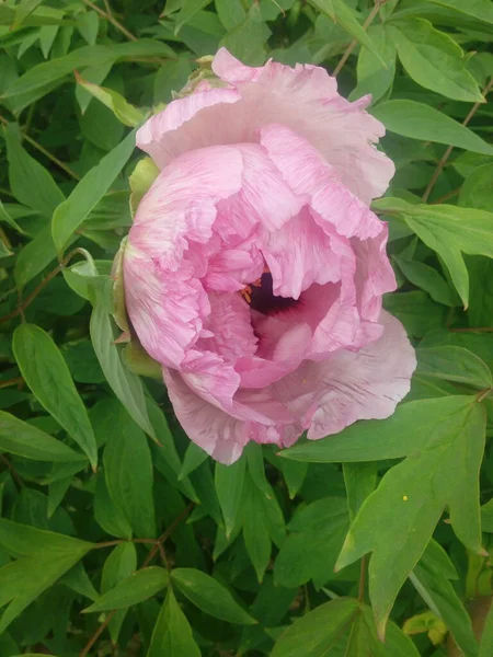 taze pembe Şakayık çiçeği closeup Bush.