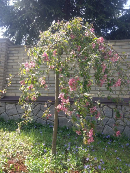 Весенний Цветок Ветвь Цветущей Яблони Фоне Сада — стоковое фото
