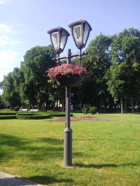 Old Lantern Petunia Flowers Background Urban Landscapes — Stockfoto