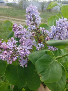 Çiçekler leylak açıyor. Güzel mor leylak çiçekleri açık havada. Dallarda leylak çiçekleri.