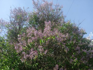Çiçekler leylak açıyor. Güzel mor leylak çiçekleri açık havada. Dallarda leylak çiçekleri.