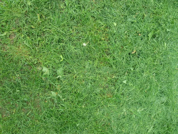 Зеленая Трава Текстура Задний План Вид Яркий Сад Травы Идея — стоковое фото