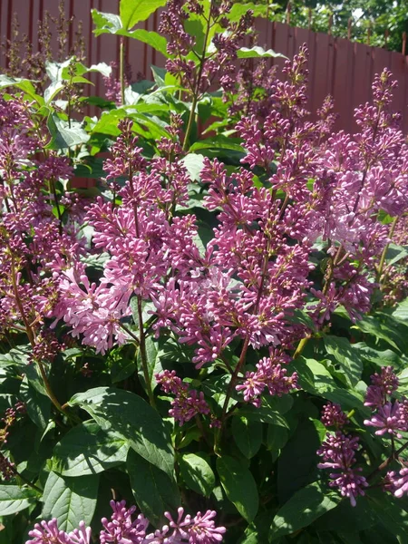 Flowers Blooming Lilac Beautiful Purple Lilac Flowers Outdoors Lilac Flowers — Stock Photo, Image