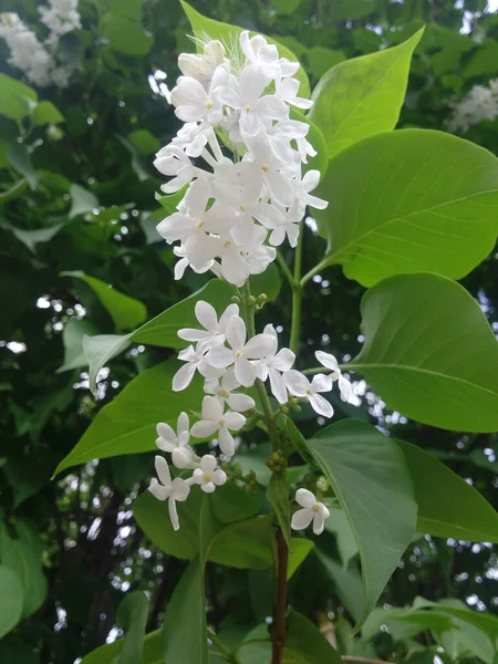White Lilac Shrub Flowers Blooming Spring Garden Common Lilac Syringa — 스톡 사진