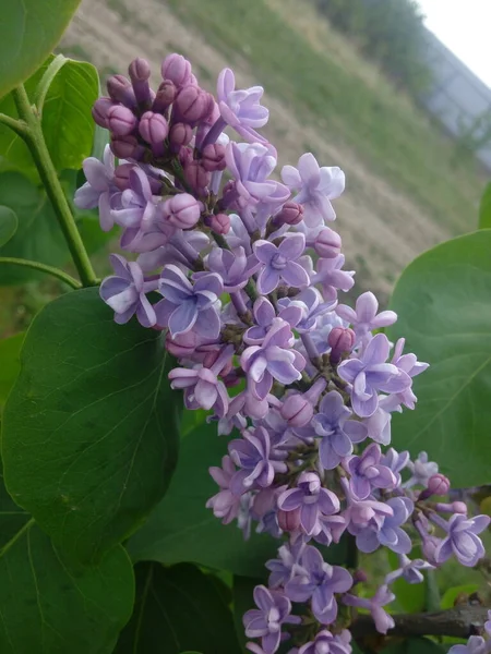 Flowers blooming lilac. Beautiful purple lilac flowers outdoors. Lilac flowers on the branches.