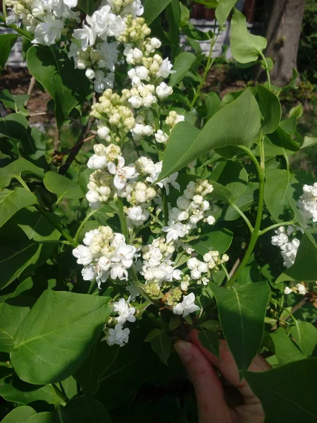Λευκά Λουλούδια Θάμνων Lilac Ανθίζουν Στον Κήπο Της Άνοιξης Κοινός — Φωτογραφία Αρχείου