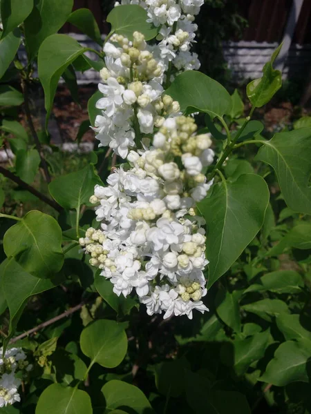White Lilac Shrub Flowers Blooming Spring Garden Common Lilac Syringa — Foto Stock