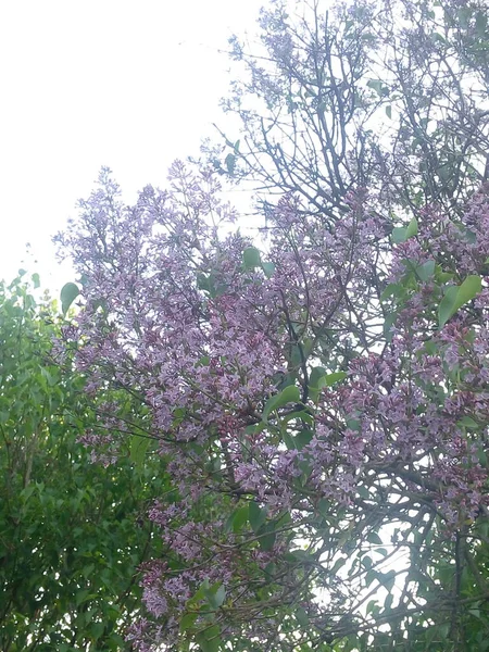 鲜花盛开的丁香 美丽的紫色丁香花户外 树枝上的丁香花 — 图库照片