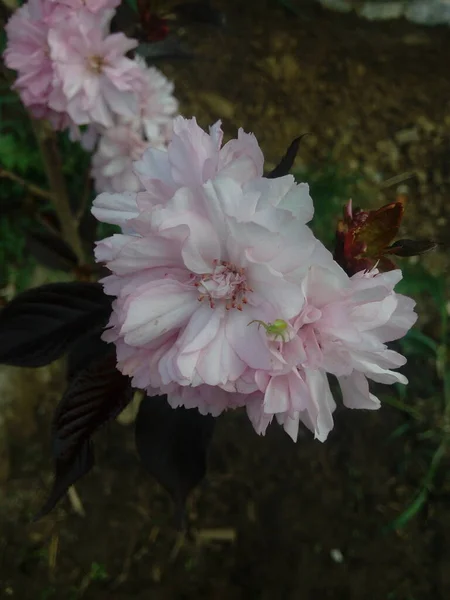 Όμορφη Και Όμορφη Μικρή Ροζ Άνθη Κερασιάς Sakura Κατά Μπλε — Φωτογραφία Αρχείου