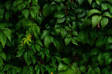 Yeşil yapraklı arka plan, doğal arka plan ve duvar kağıdı. Zıpla