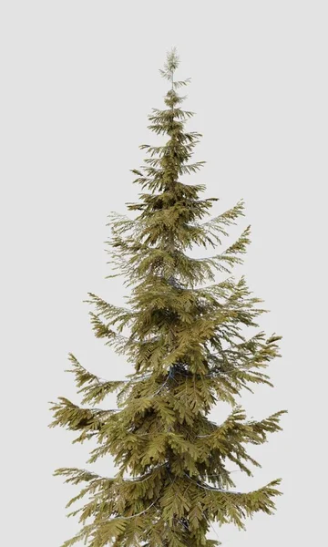 Treetop Abies Guatemalensis Pine Tree Isolated White Background Nature Object — Photo