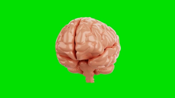 Безшовна Петля Мозку Ізольованому Фоні Ключа Хроми Зеленого Екрану Наука — стокове відео