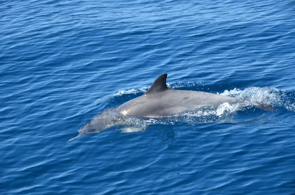 常见的海豚 — 图库照片