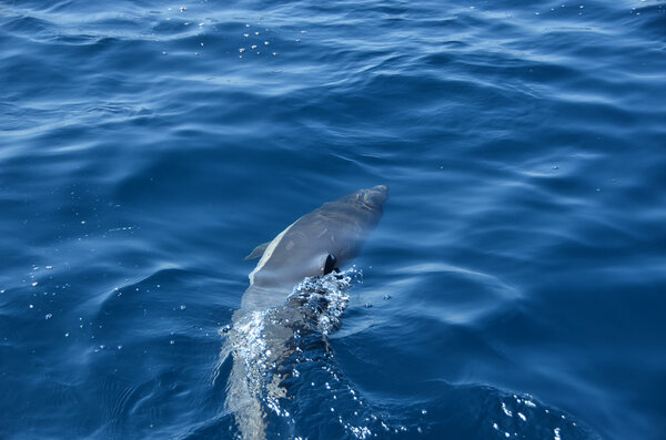 Common Dolphin