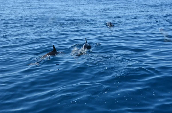 Gemensamma dolphin — Stockfoto