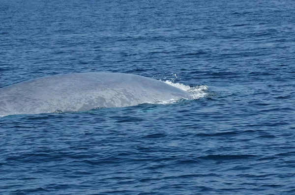 青い鯨 — ストック写真