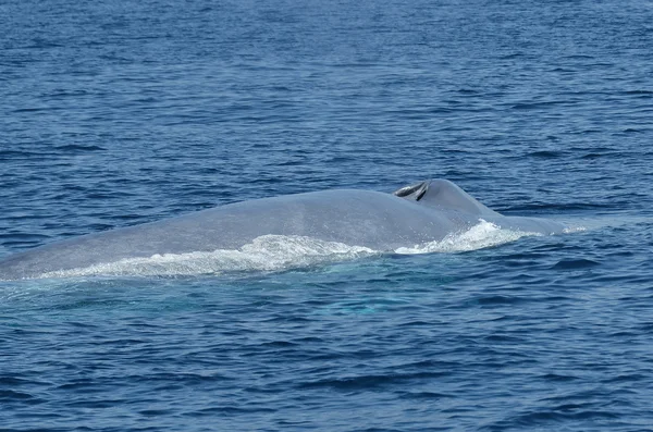 Ballena azul — Foto de Stock